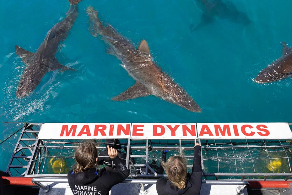 Shark-Cage-Diving-1