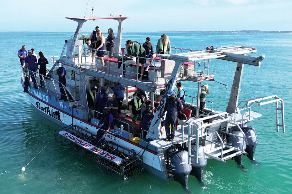 Shark-Cage-Diving-11