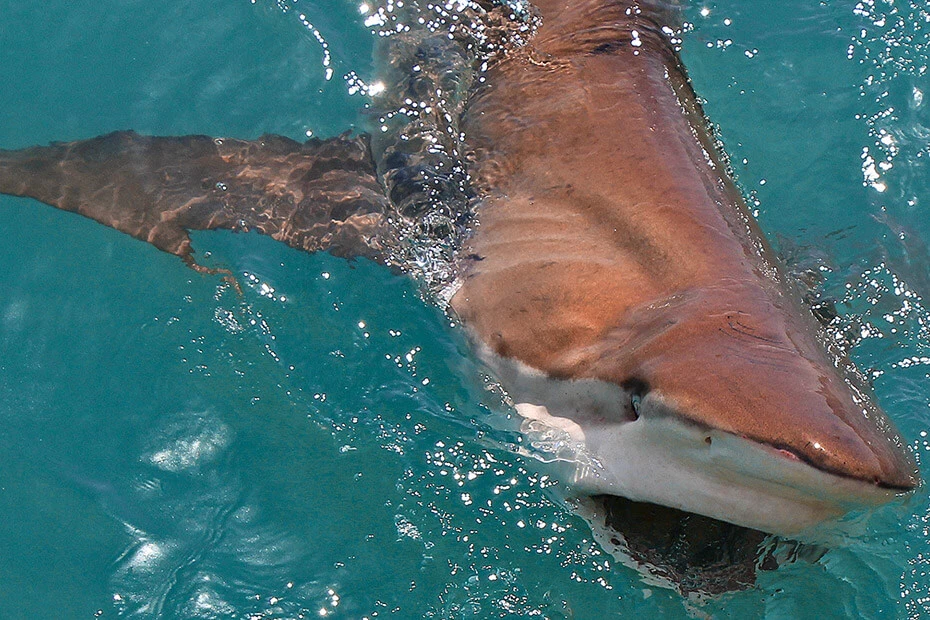Shark-Cage-Diving-2