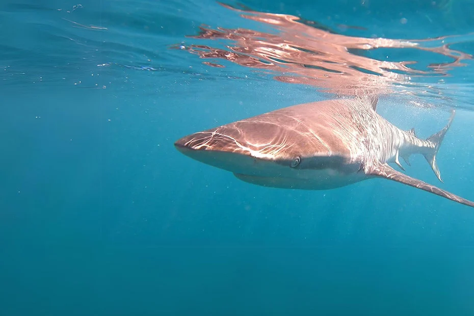 Shark-Cage-Diving-3