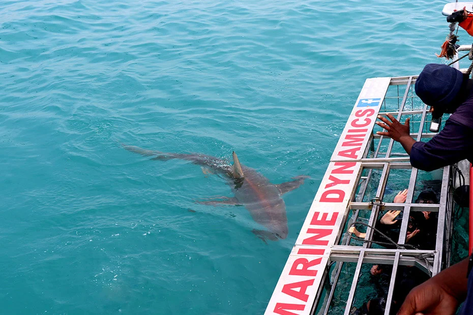 Shark-Cage-Diving-5