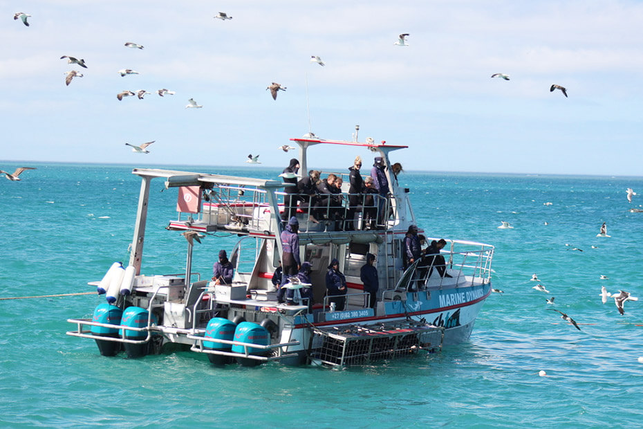 Shark-Cage-Diving-9