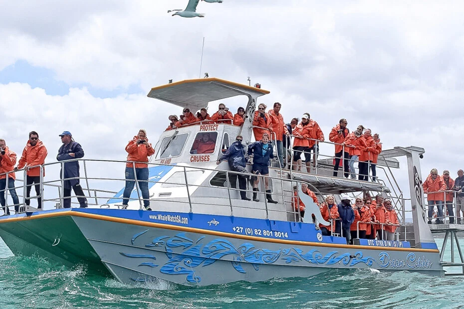 Whale-Watching-1