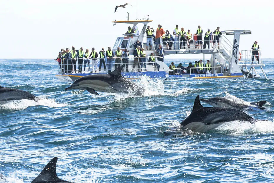 Whale-Watching-2