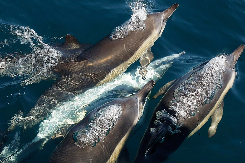 Whale-Watching-3