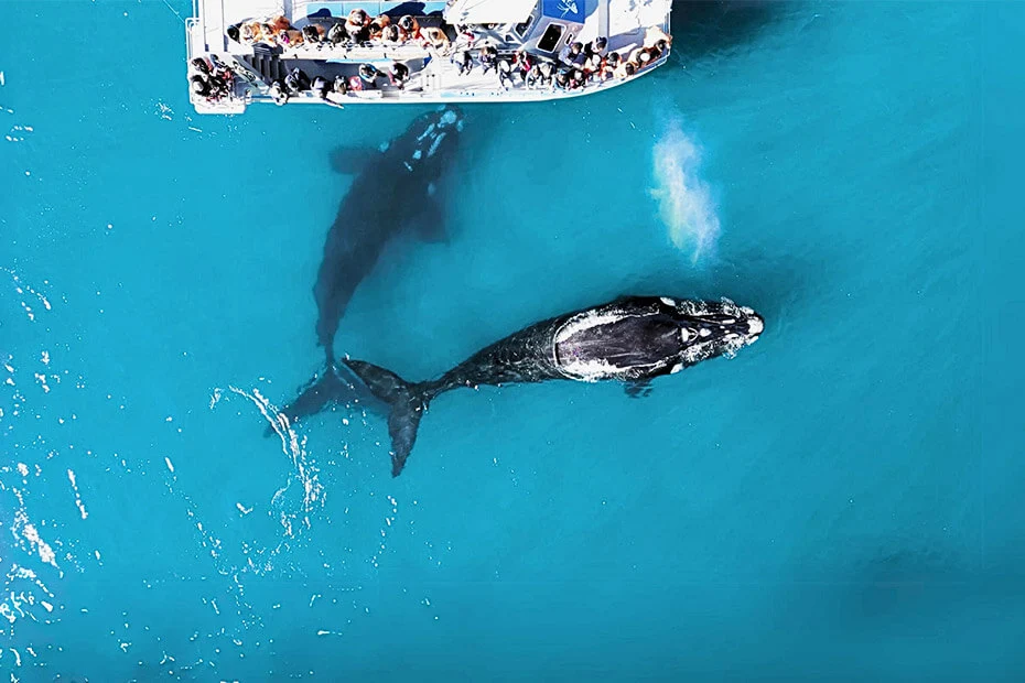 Whale-Watching-4